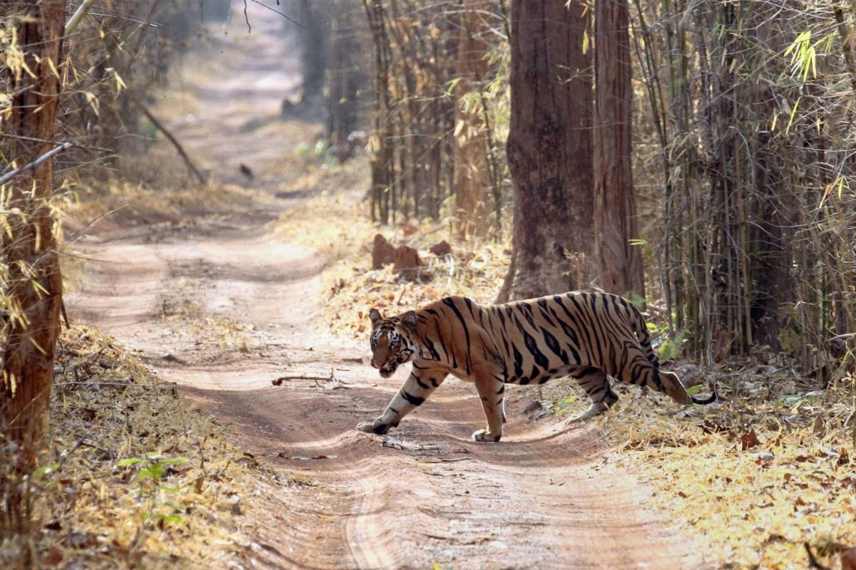 Schools in Pauri Garhwal shut for a fortnight due to tiger terror reopen on 5 May 2023